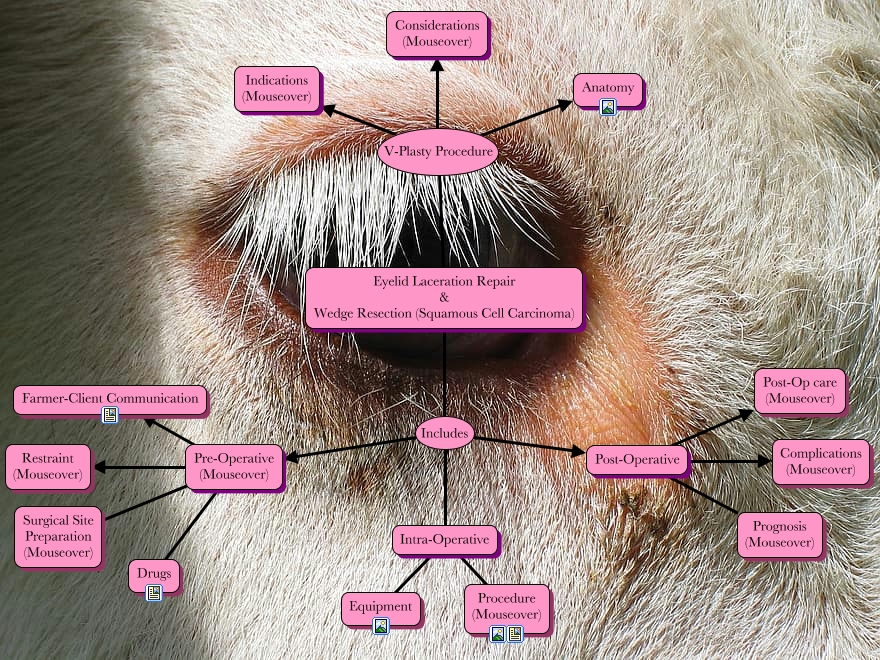 Eyelid Laceration Repair
